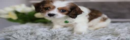 Cavapoo dogs for sale: Ollie - Ad 2