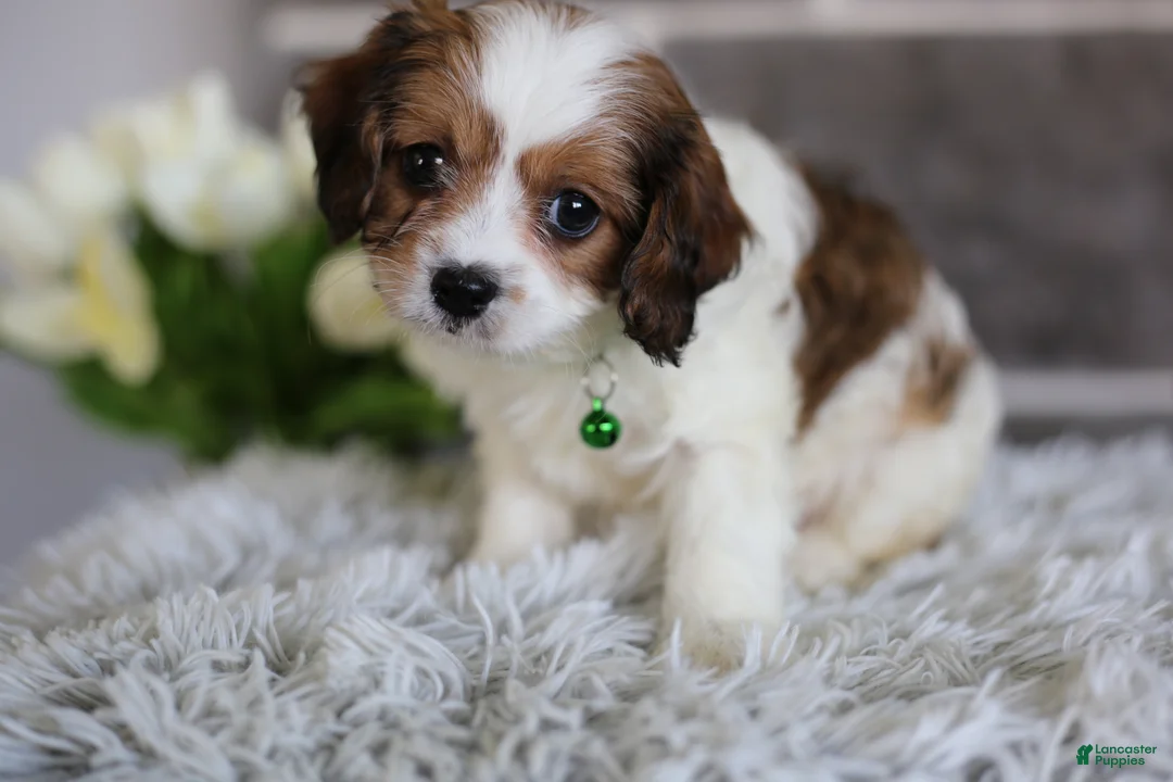 Cavapoo dogs for sale: Ollie - Ad 2