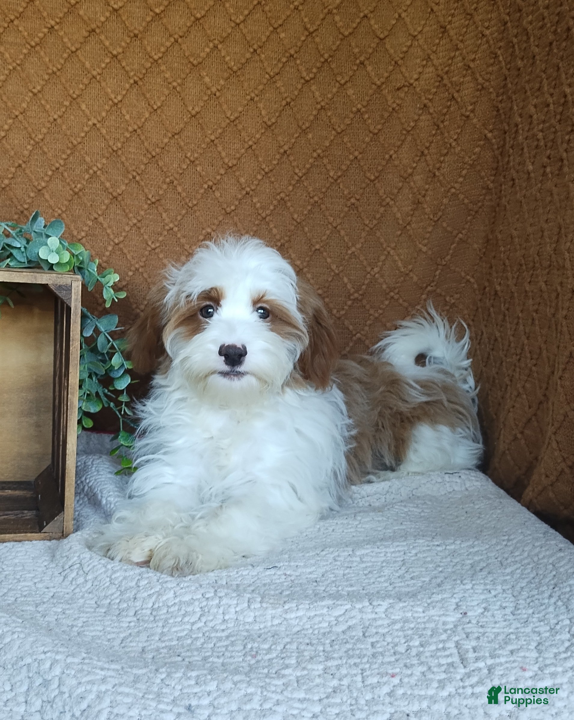 Havanese dogs for sale: Tasha - Ad 2
