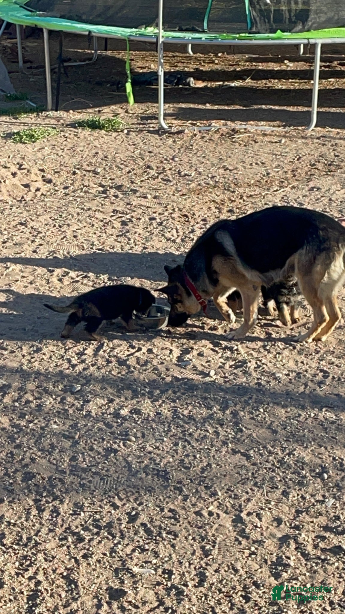 German Shepherd dogs German Shepherd Puppy 2 - Ad 2