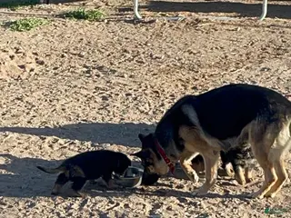 German Shepherd dogs German Shepherd Puppy 2 - Ad 2