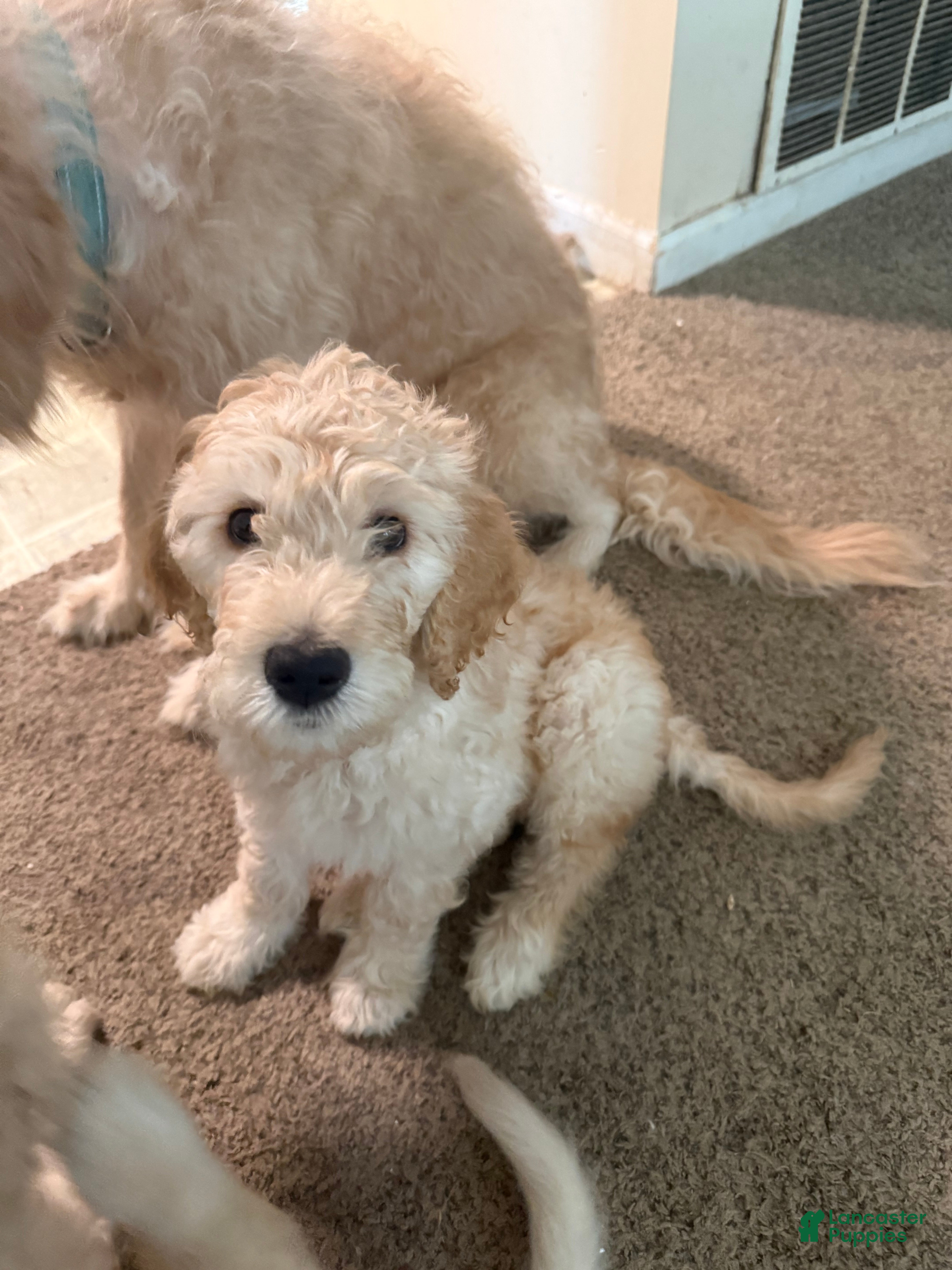 Goldendoodle dogs Goldendoodle Puppy 1 - Ad 27
