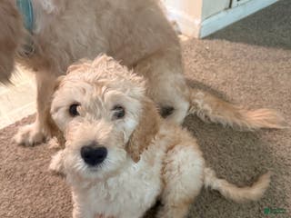 Goldendoodle dogs Goldendoodle Puppy 1 - Ad 30