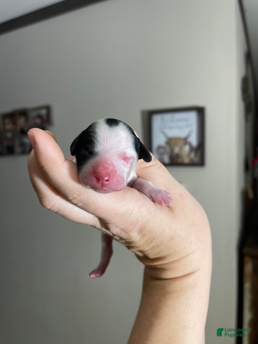 Miniature Poodle dogs for sale: Akc Clear Purple Bow - Ad 9