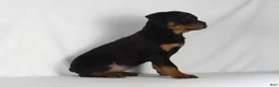 Rottweiler dogs for sale: Rottweiler Puppy 8 - Ad 9
