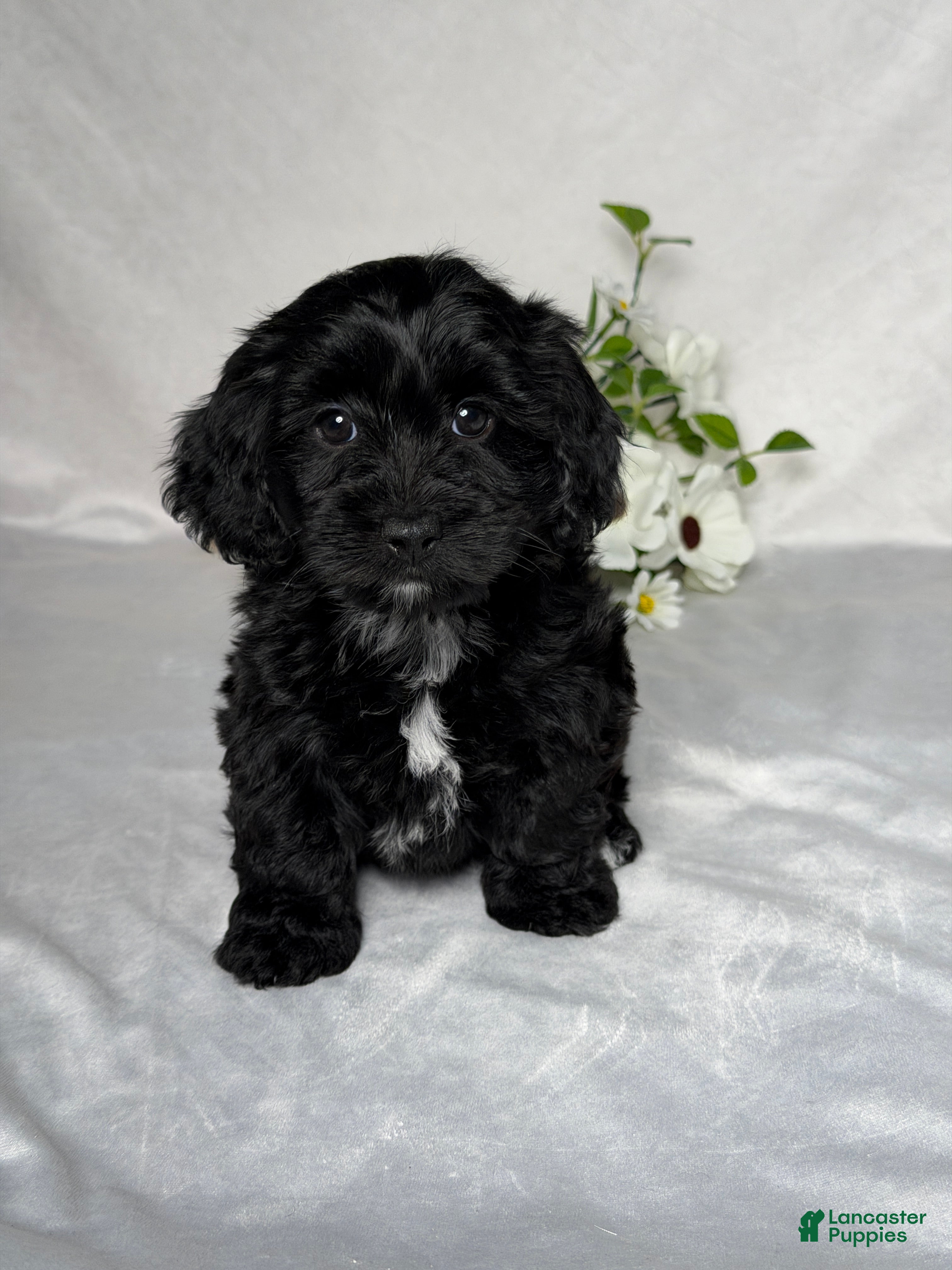 Mixed Breed dogs Ellie - Ad 1