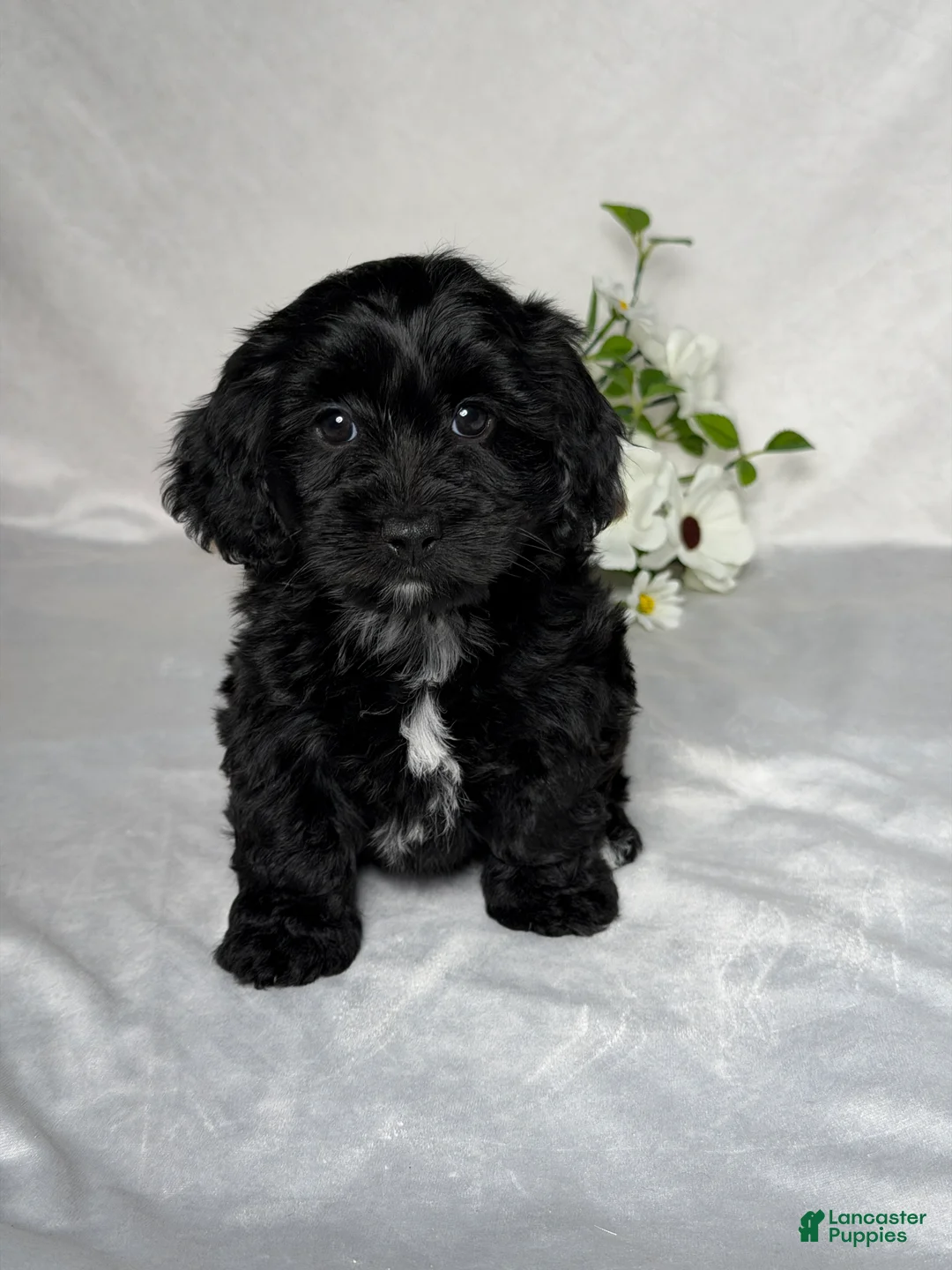 Mixed Breed dogs for sale: Ellie - Ad 1