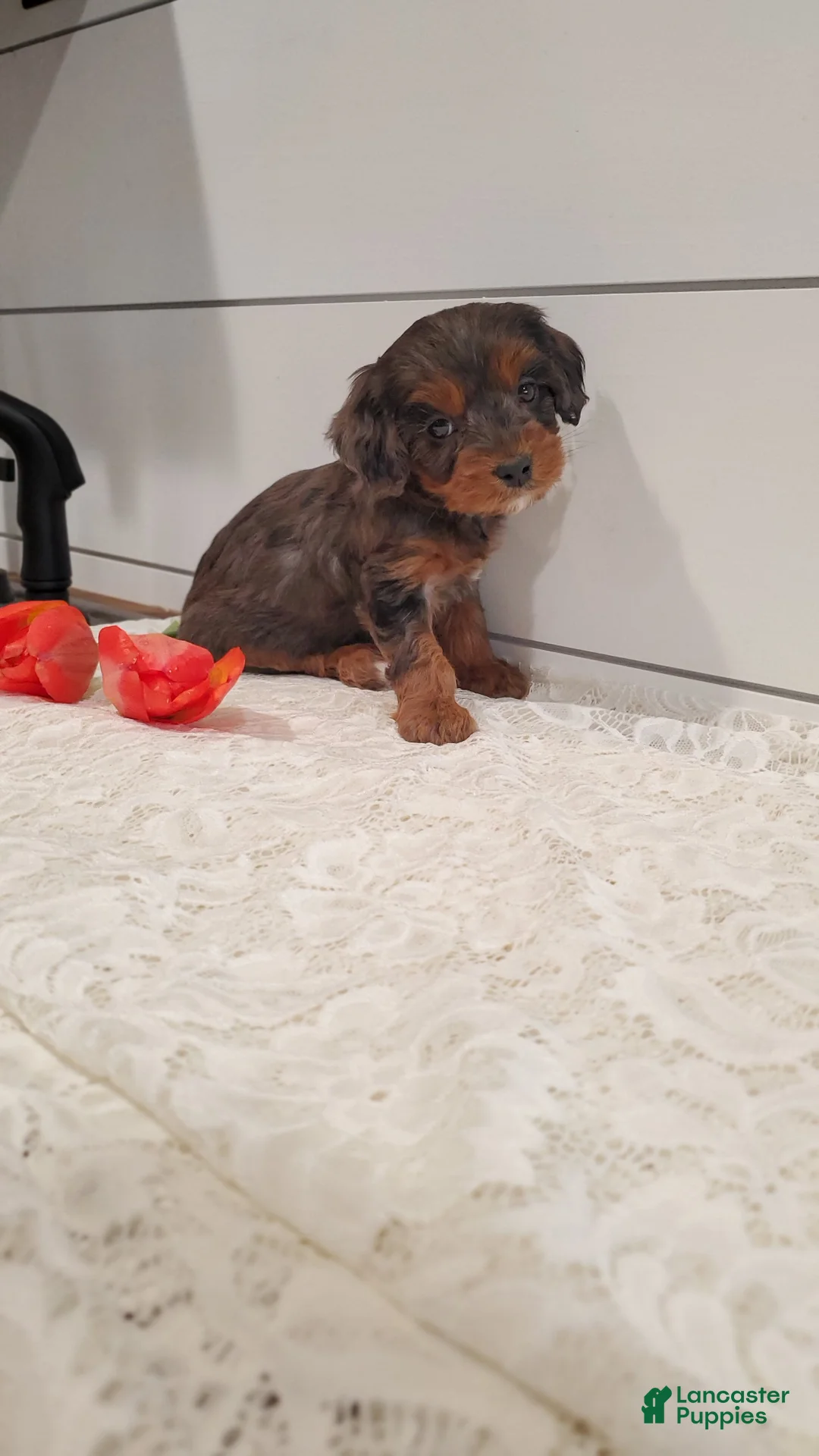 Cavapoo dogs for sale: Ocean - Ad 2
