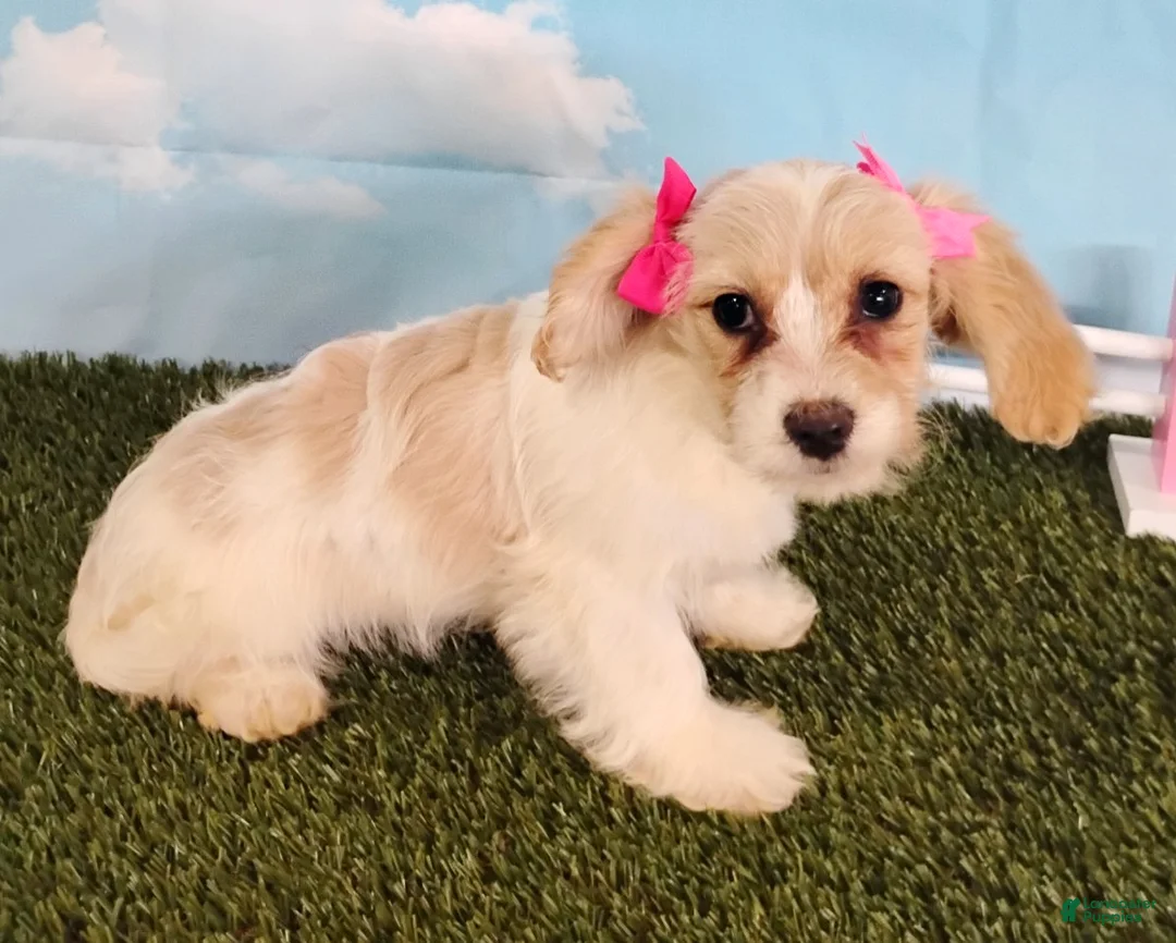 Cavachon dogs for sale: Bella - Ad 7
