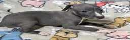 Italian Greyhound dogs for sale: Bondo - Ad 1