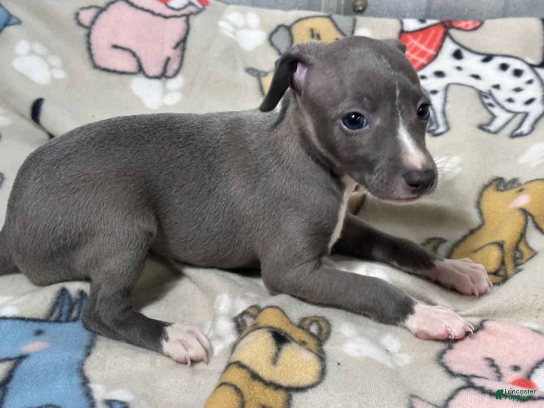 Italian Greyhound dogs for sale: Bondo - Ad 1