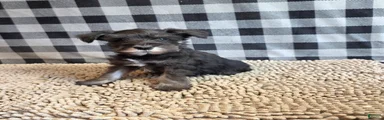 Sam