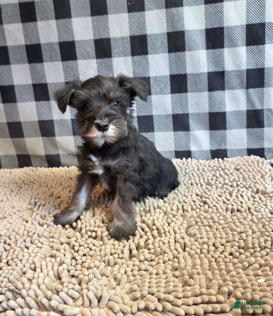Miniature Schnauzer dogs for sale: Sam - Ad 1