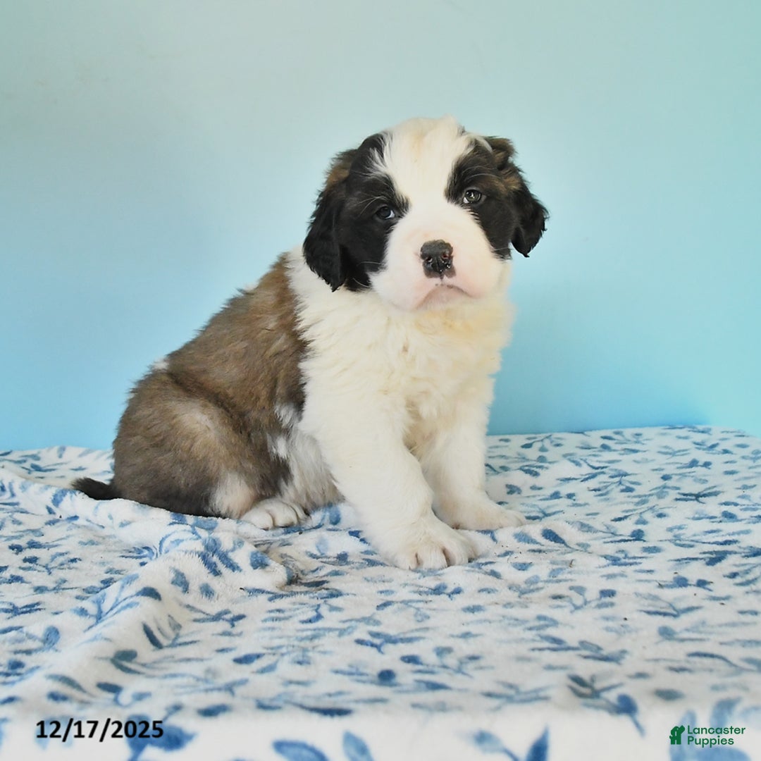 Saint Bernard dogs for sale: Colt - Ad 1