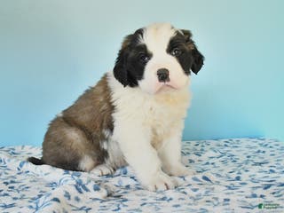 Saint Bernard dogs Colt - Ad 17