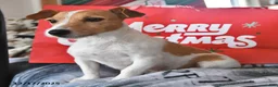 Jack Russell Terrier dogs for sale: Oscar - Ad 6