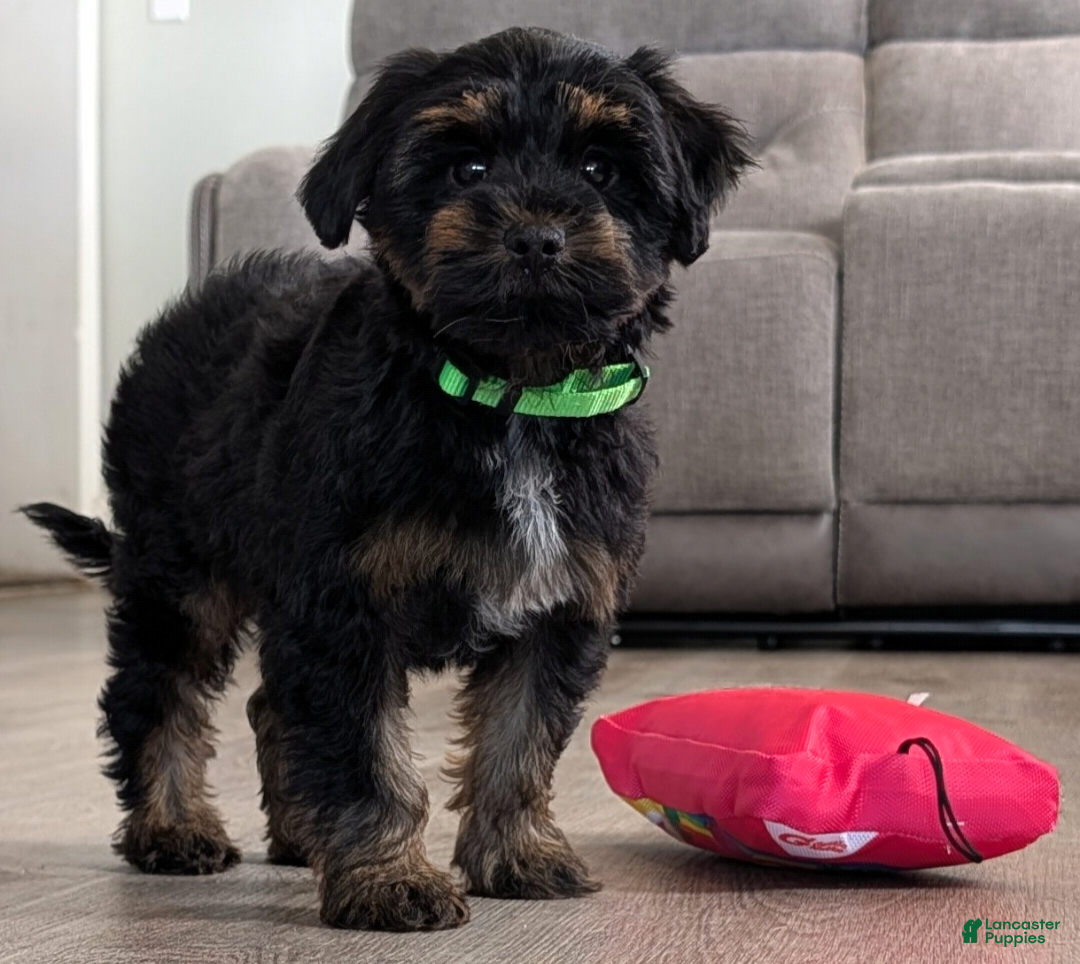 Yorkiepoo dogs Simon - Ad 2