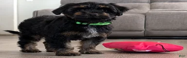 Simon
