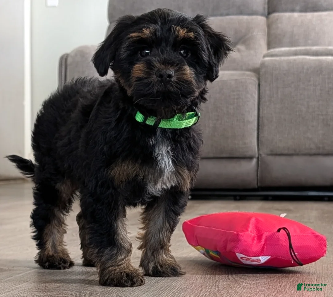 Yorkiepoo dogs for sale: Simon - Ad 1