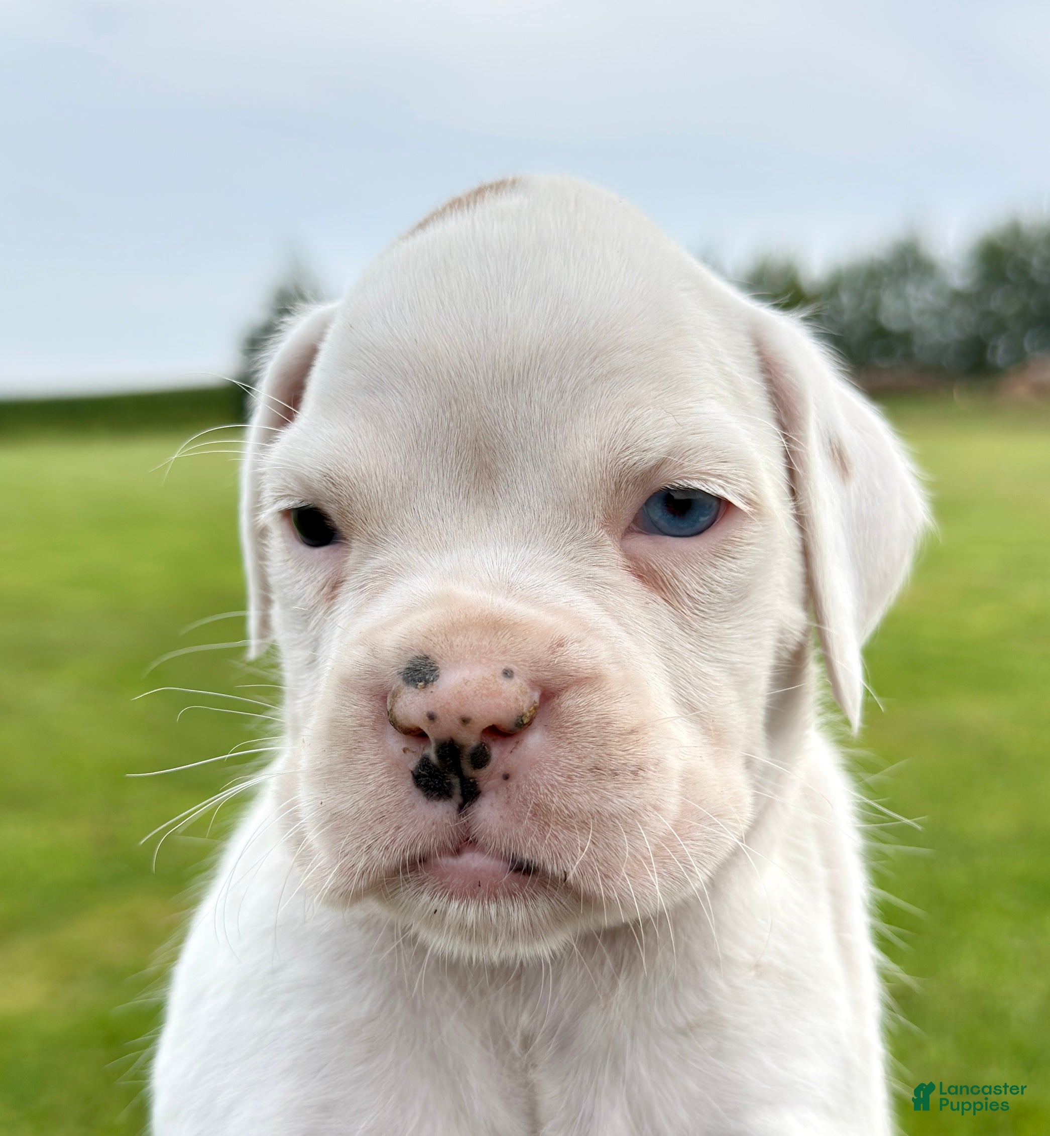Boxer dogs ACE - Ad 1