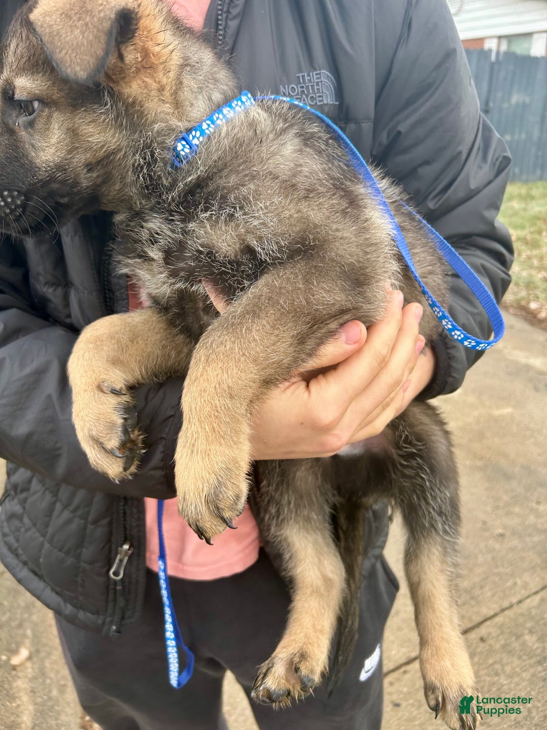 German Shepherd dogs for sale: German Shepherd Dark Blue - Ad 2