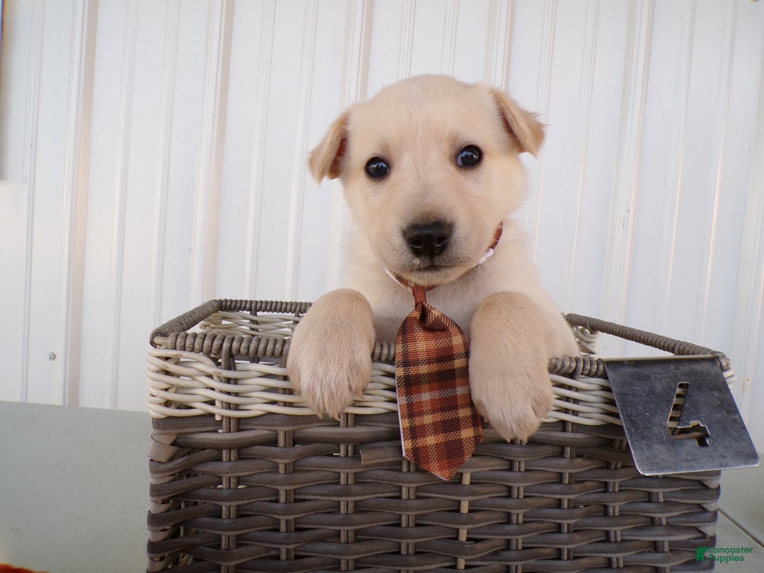 Border Collie dogs for sale: Border Collie Puppy 4 Ronnie - Ad 2