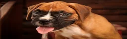 Boxer dogs for sale: Hank - Ad 4