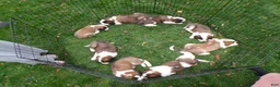 Saint Bernard dogs for sale: Axel - Ad 5