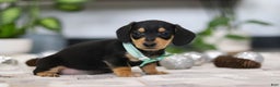 Miniature Dachshund dogs for sale: Blake - Ad 4