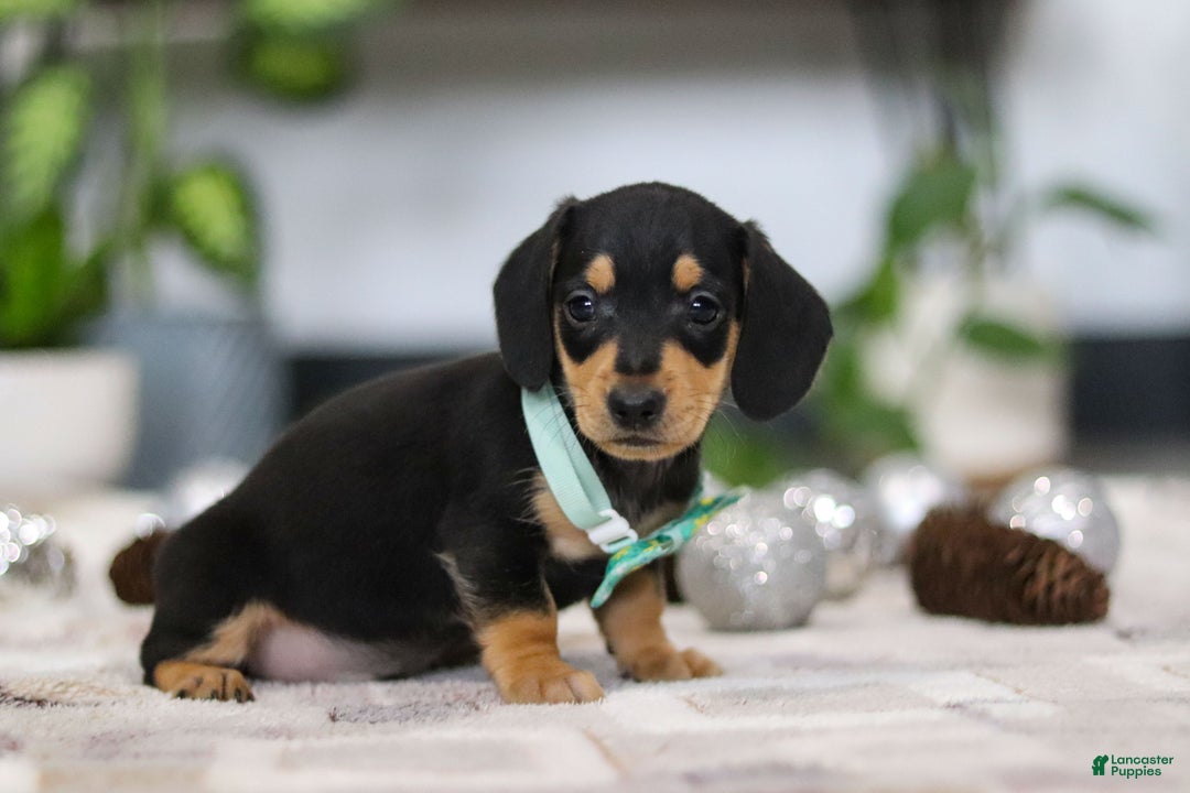 Miniature Dachshund dogs for sale: Blake - Ad 4