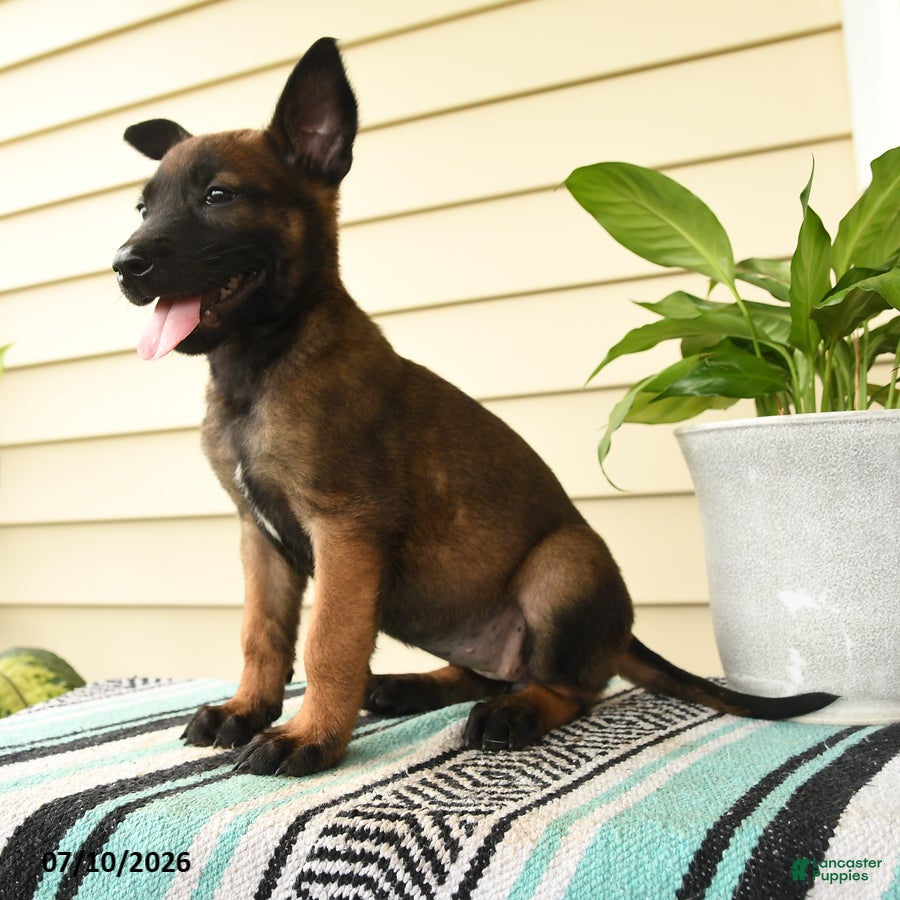 Belgian Malinois dogs Makena - Ad 2