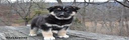 Gerberian Shepsky dogs for sale: Pickles - Ad 2