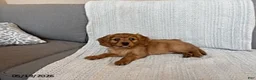 Miniature Golden Retriever dogs for sale: Bailey - Ad 7