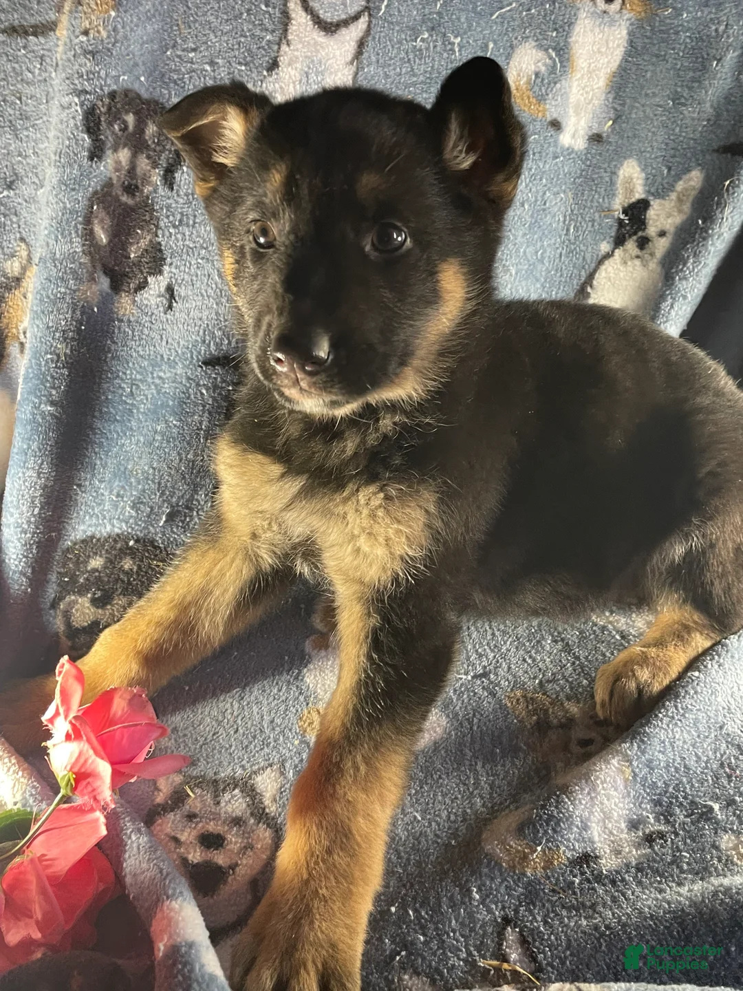 German Shepherd dogs for sale: Luna - Ad 3