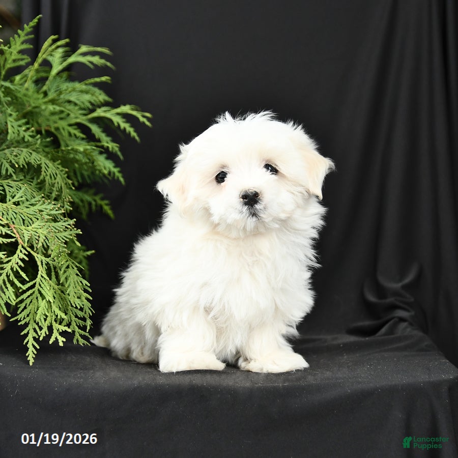 Morkie dogs Buddy - Ad 37