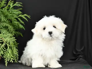 Morkie dogs Buddy - Ad 39