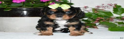 Cavalier King Charles Spaniel dogs for sale: Cavalier King Charles Spaniel 2 - Ad 2