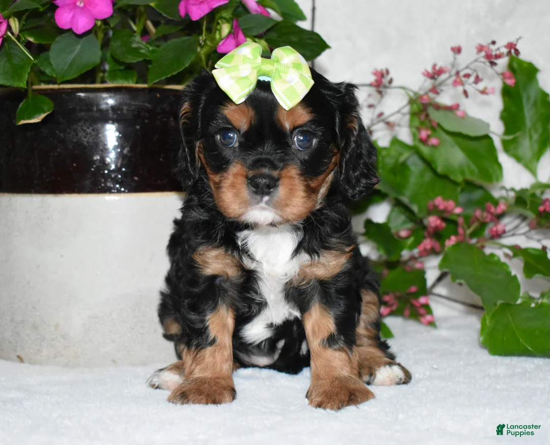 Cavalier King Charles Spaniel dogs for sale: Cavalier King Charles Spaniel 2 - Ad 2
