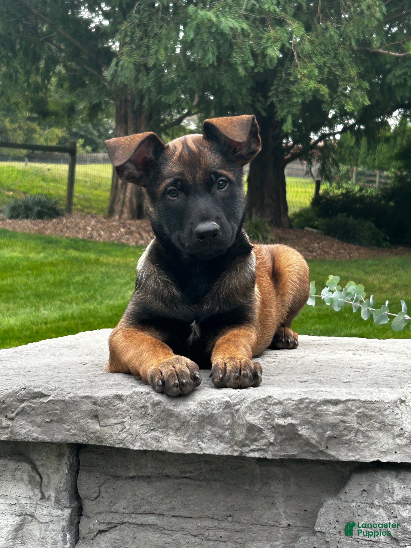 Belgian Malinois dogs for sale: Colt - Ad 1