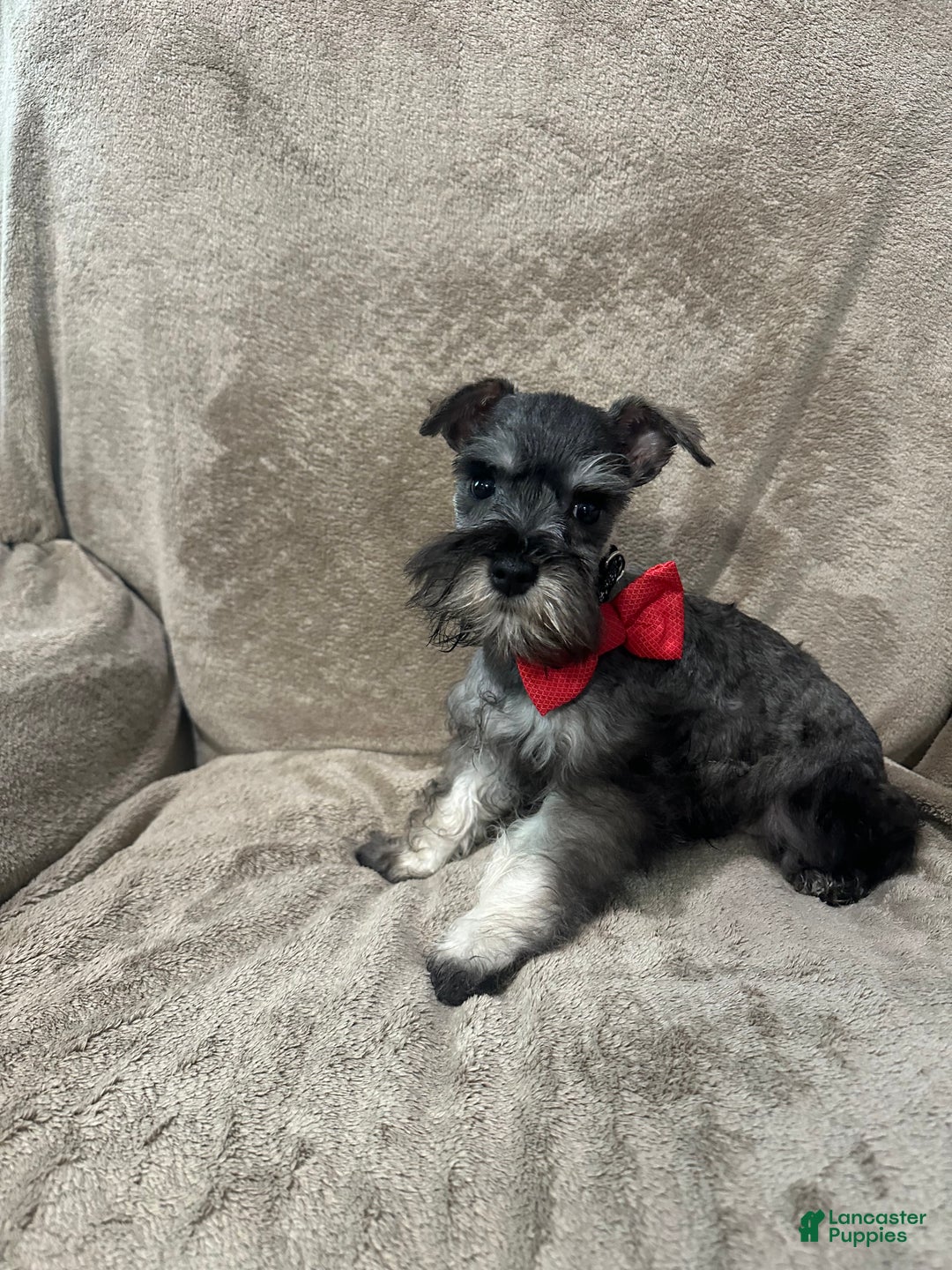 Miniature Schnauzer dogs for sale: Spike - Ad 2