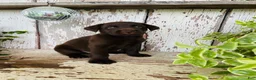 Labrador Retriever dogs for sale: Frank  - Ad 7
