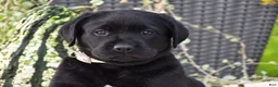 Labrador Retriever dogs for sale: Cowboy - Ad 2