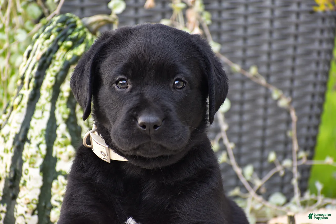 Labrador Retriever dogs for sale: Cowboy - Ad 2