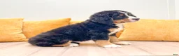 Bernese Mountain Dog dogs for sale: Amber - Ad 3