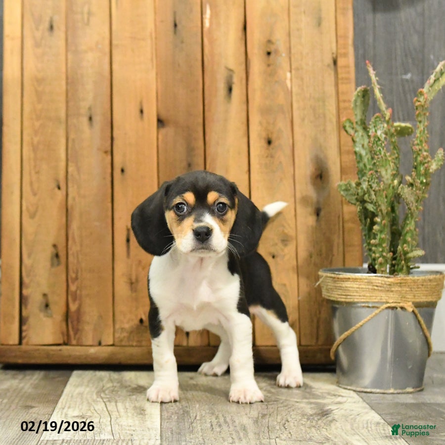 Beagle dogs Trixy - Ad 2