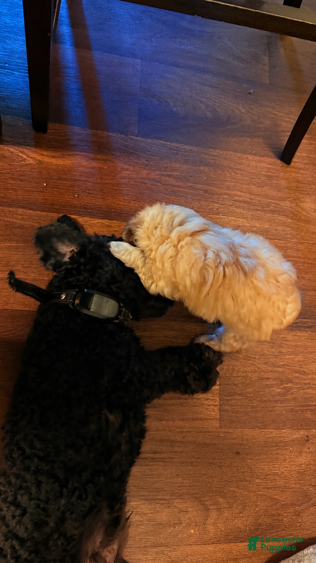 Mixed Breed dogs for sale: Brownie - Ad 2