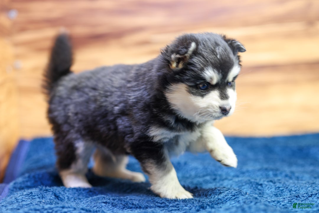 Pomsky dogs for sale: Puck - Ad 3