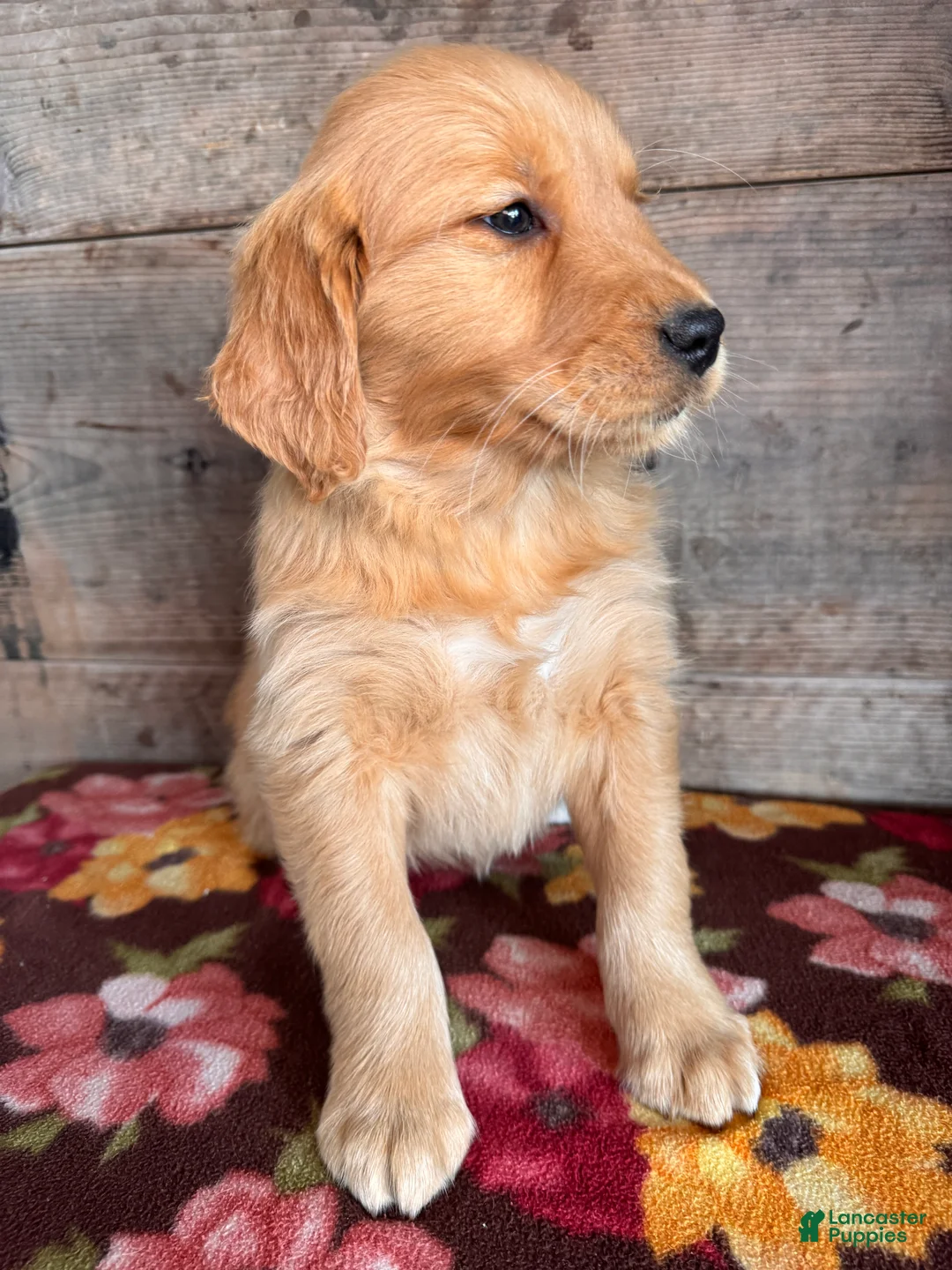 Golden Retriever dogs for sale: Golden Retriever Puppy 3 - Ad 3