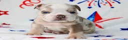 English Bulldog dogs for sale: Woody - Ad 3