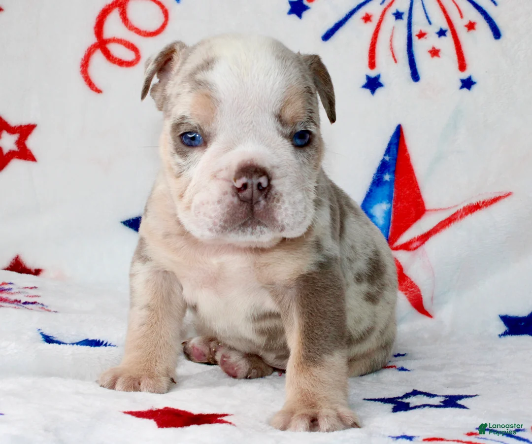 English Bulldog dogs for sale: Woody - Ad 3